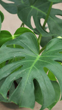 Load image into Gallery viewer, 3 Gallon Monstera Deliciosa *Flash Sale*