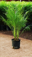 Load image into Gallery viewer, 3 Gallon Phoenix Roebelenii "Pygmy Date Palm" - BOGO FREE