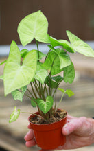 Load image into Gallery viewer, Syngonium White Butterfly