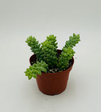 Load image into Gallery viewer, Burros Tail