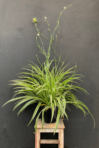 8in Variegated Spider Plant