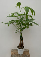 Load image into Gallery viewer, Braided Money Tree