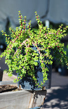 Load image into Gallery viewer, 5 Gallon Elephant Food