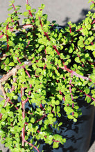 Load image into Gallery viewer, 5 Gallon Elephant Food