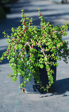 Load image into Gallery viewer, 5 Gallon Elephant Food