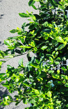 Load image into Gallery viewer, 5 Gallon Gardenia Bush