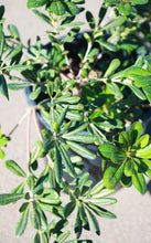 Load image into Gallery viewer, 5 Gallon Green Pittosporum