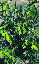 Load image into Gallery viewer, 5 Gallon 'Little Ollie' Olive Bush