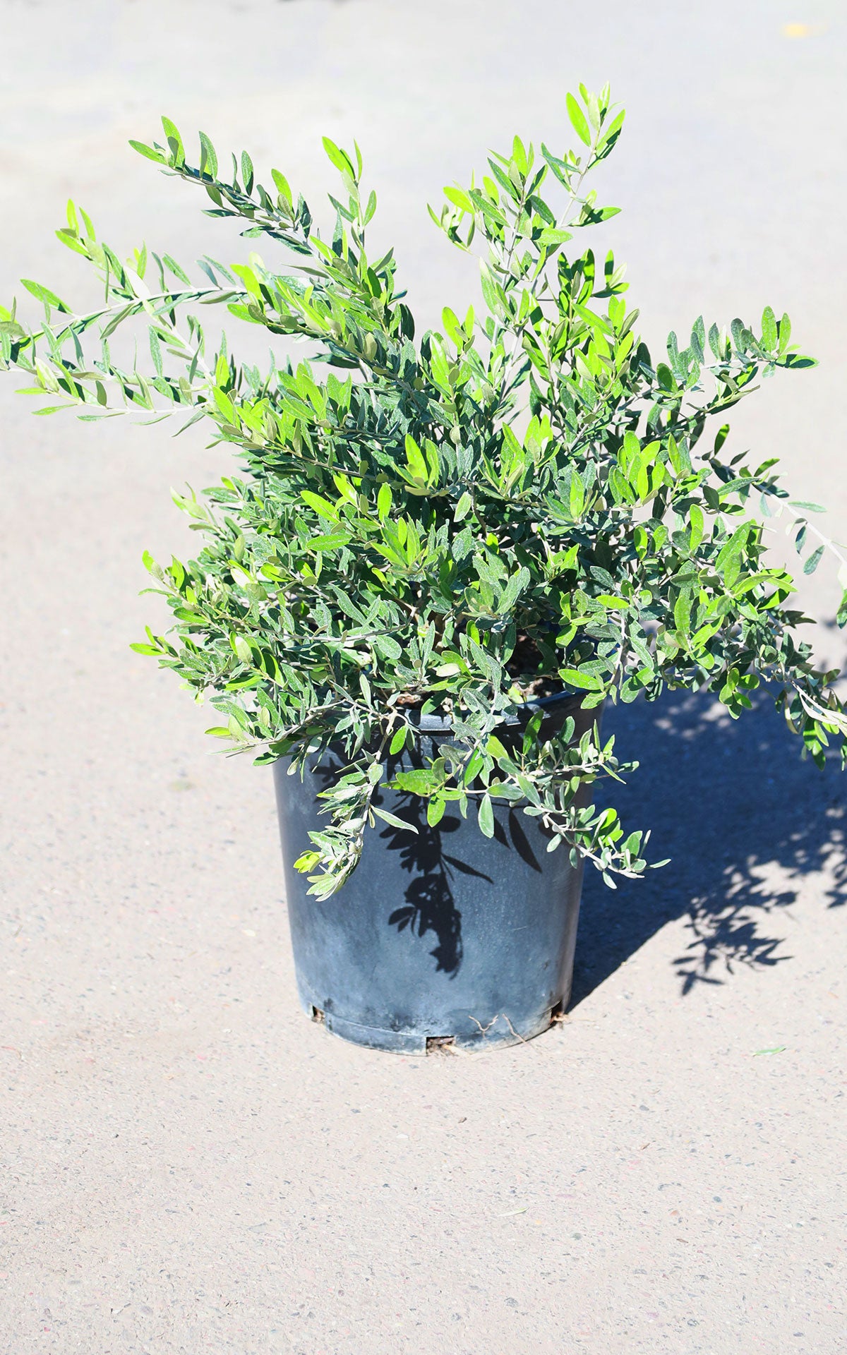 5 Gallon 'Little Ollie' Olive Bush | Drought Tolerant Shrubs