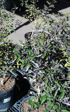Load image into Gallery viewer, 5 Gallon Purple Vitex Bush