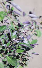 Load image into Gallery viewer, 5 Gallon Purple Vitex Bush