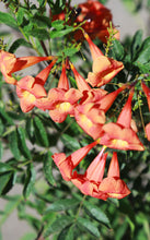 Load image into Gallery viewer, 5 Gallon Tecoma Stans Bells of Fire