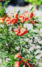 Load image into Gallery viewer, 5 Gallon Tecoma Stans Bells of Fire