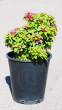 Load image into Gallery viewer, 5 Gallon Bougainvillea 'Torch Glow'