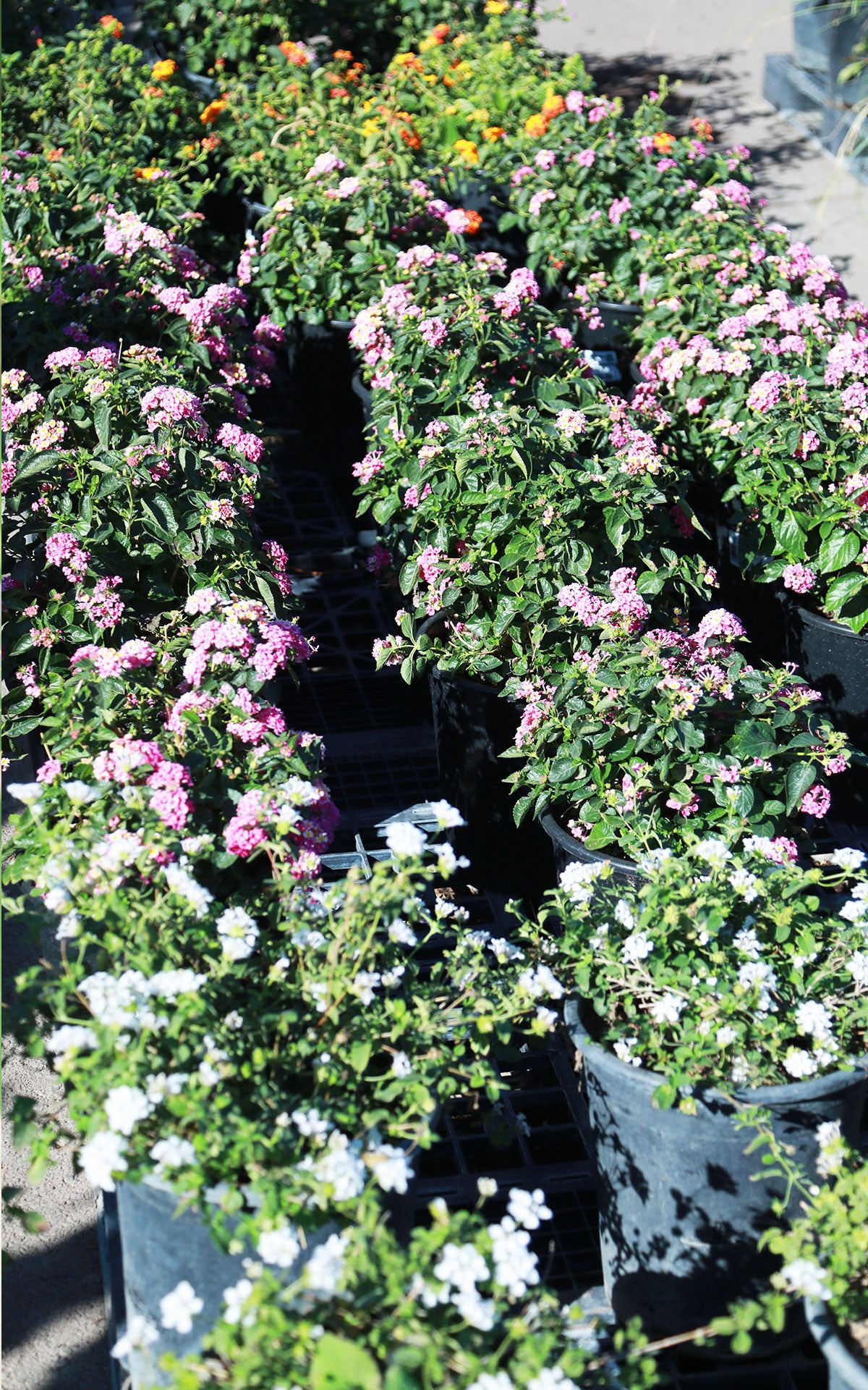 5 gallon lavender plant 5 Gallon Lantana | Flowering Landscape Shrub