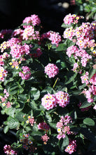 Load image into Gallery viewer, 5 Gallon Lantana (Assorted Colors)