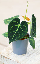 Load image into Gallery viewer, 5 inch Antherium Regal