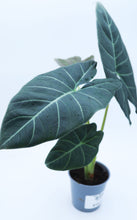 Load image into Gallery viewer, 5in Alocasia Hybrid
