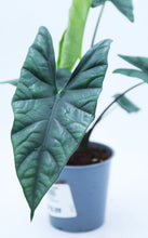 Load image into Gallery viewer, 5in Alocasia Princeps