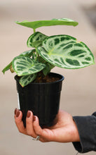 Load image into Gallery viewer, 5 inch Anthurium Dorayaki Crystallinum