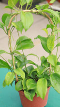 Load image into Gallery viewer, 6 inch Hoya Quinquenervia on Bamboo Hoop