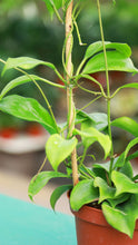 Load image into Gallery viewer, 6 inch Hoya Quinquenervia on Bamboo Hoop