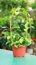 Load image into Gallery viewer, 6 inch Hoya Quinquenervia on Bamboo Hoop