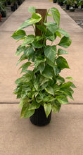 Load image into Gallery viewer, 10" Premium Marble Queen Pothos Totem