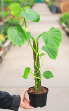Load image into Gallery viewer, 6in Philodendron Grazielae Totem