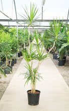 Load image into Gallery viewer, 7 Gallon Dracaena Marginata ‘Freestyle’ *Pick-up Only*