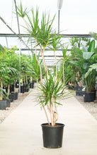 Load image into Gallery viewer, 7 Gallon Dracaena Marginata ‘Freestyle’ *Pick-up Only*