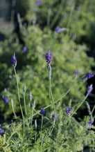 Load image into Gallery viewer, 7 Gallon Fern Leaf Lavender