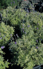 Load image into Gallery viewer, 7 Gallon Fern Leaf Lavender