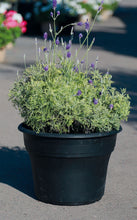 Load image into Gallery viewer, 7 Gallon Fern Leaf Lavender