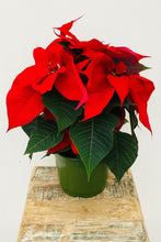 Load image into Gallery viewer, Poinsettia