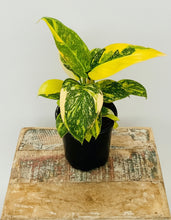 Load image into Gallery viewer, Philodendron ‘Green Congo Nuclear’ Variegated