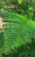 Load image into Gallery viewer, 9 inch Norfolk Island Pine