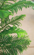 Load image into Gallery viewer, 9 inch Norfolk Island Pine