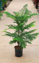 Load image into Gallery viewer, 9 inch Norfolk Island Pine