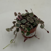Load image into Gallery viewer, Variegated String of Hearts