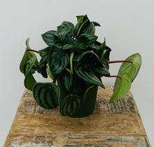 Load image into Gallery viewer, Watermelon Peperomia