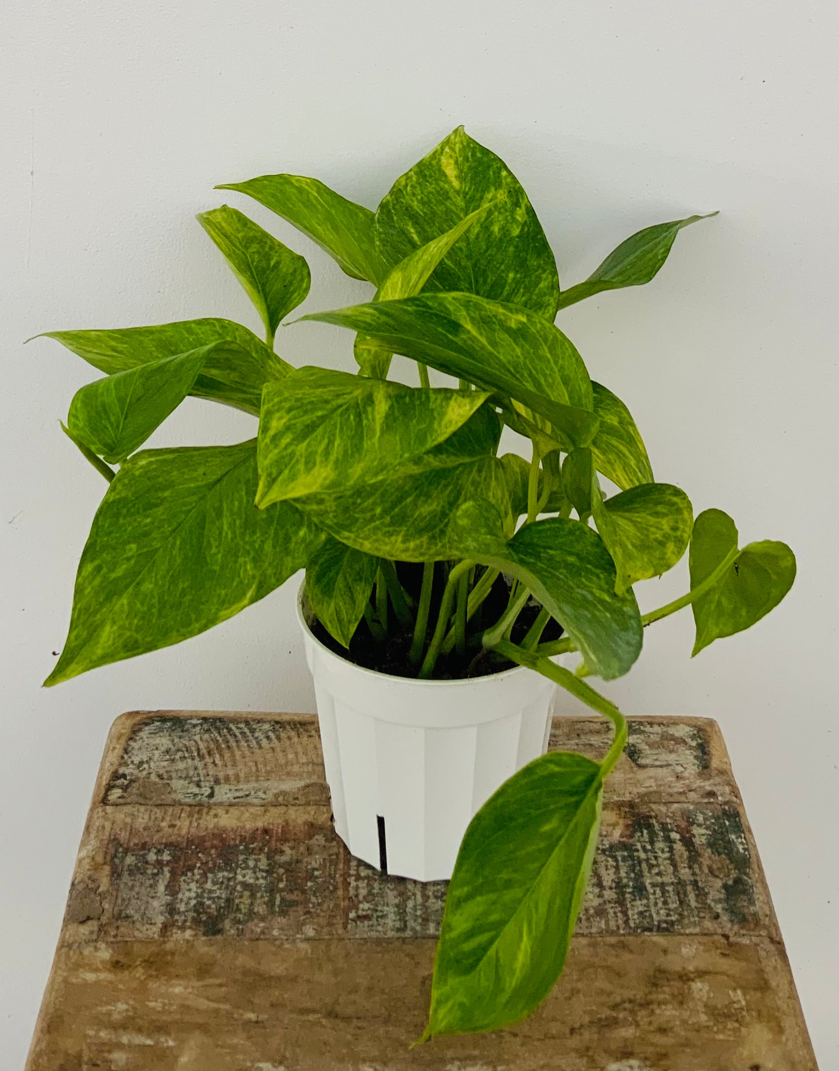 Neon Queen Pothos – The Plant Stand of Arizona