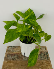 Load image into Gallery viewer, Neon Queen Pothos
