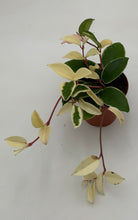 Load image into Gallery viewer, 4in Hoya 'Krimson Queen'