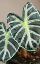 Load image into Gallery viewer, 5 inch Alocasia Heart Balloon
