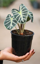 Load image into Gallery viewer, 5 inch Alocasia Heart Balloon