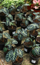 Load image into Gallery viewer, 5 inch Alocasia Heart Balloon