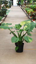 Load image into Gallery viewer, 5gal Alocasia Legacy Variegated