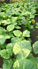 Load image into Gallery viewer, 5gal Alocasia Legacy Variegated