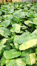 Load image into Gallery viewer, 5gal Alocasia Legacy Variegated